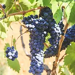 Podere Risoino Hébergement de vacances Poggibonsi