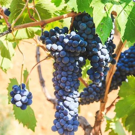Podere Risoino * Поджибонси