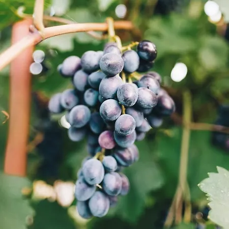 Podere Risoino * Поджибонси