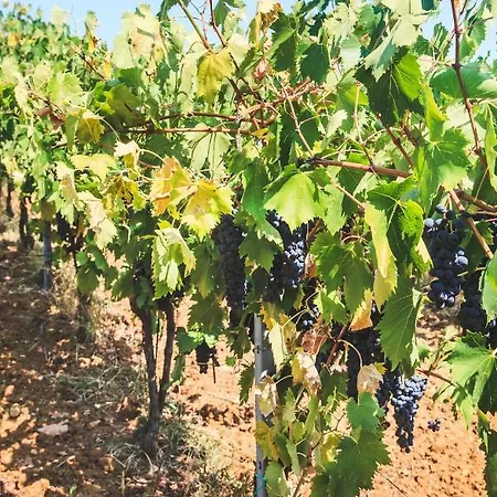 Podere Risoino * Поджибонси