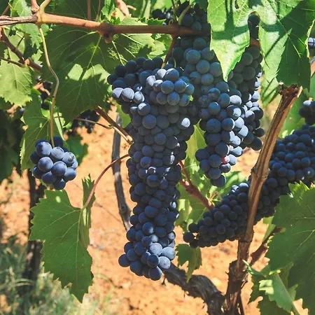 Podere Risoino Hébergement de vacances *