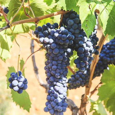 Podere Risoino 펜션 포지본시